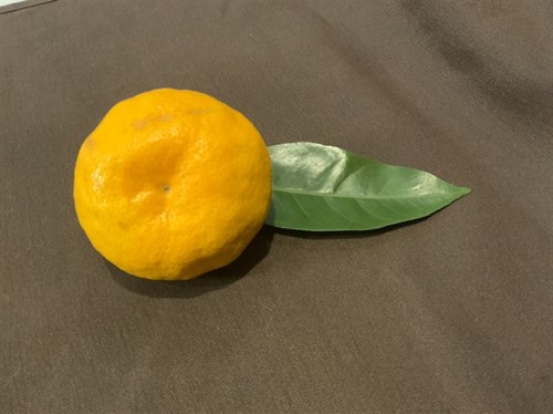 Citrus Satsuma Mandarin